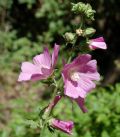 Malva thuringiaca